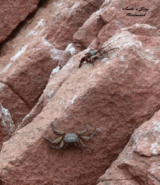 Rote Klippenkrabbe (Grapsus grapsus)